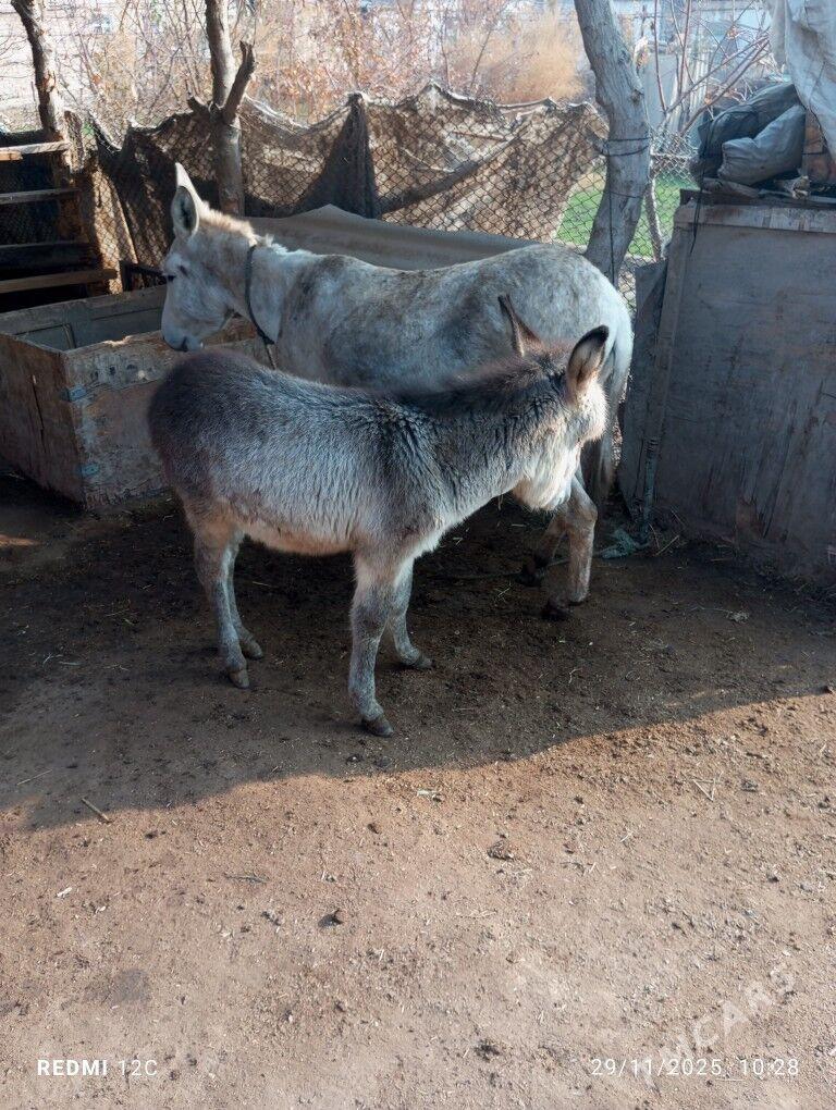 eşek - Фарап - img 2