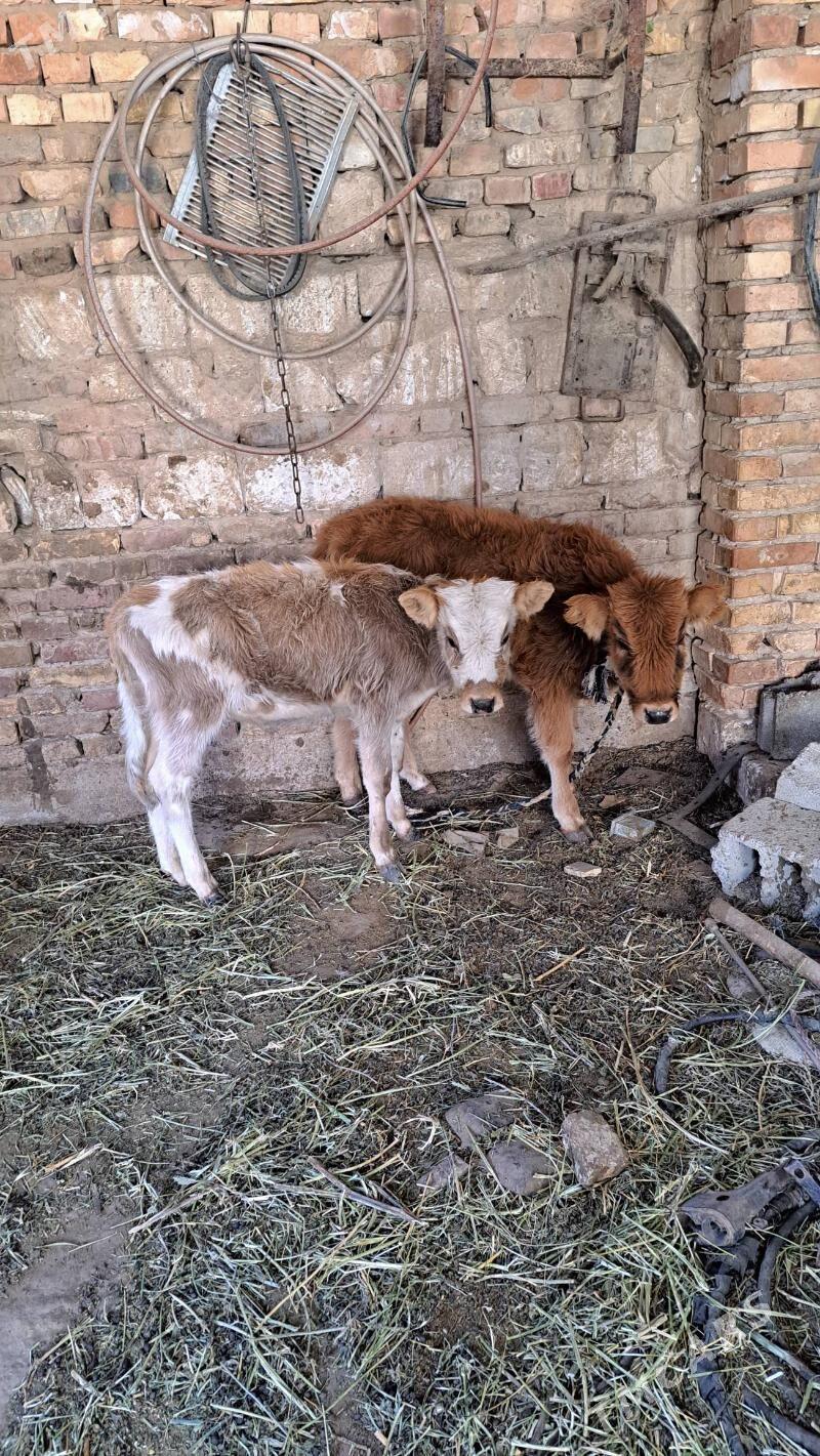 ökuzçe tüwe - Gyzylarbat - img 2