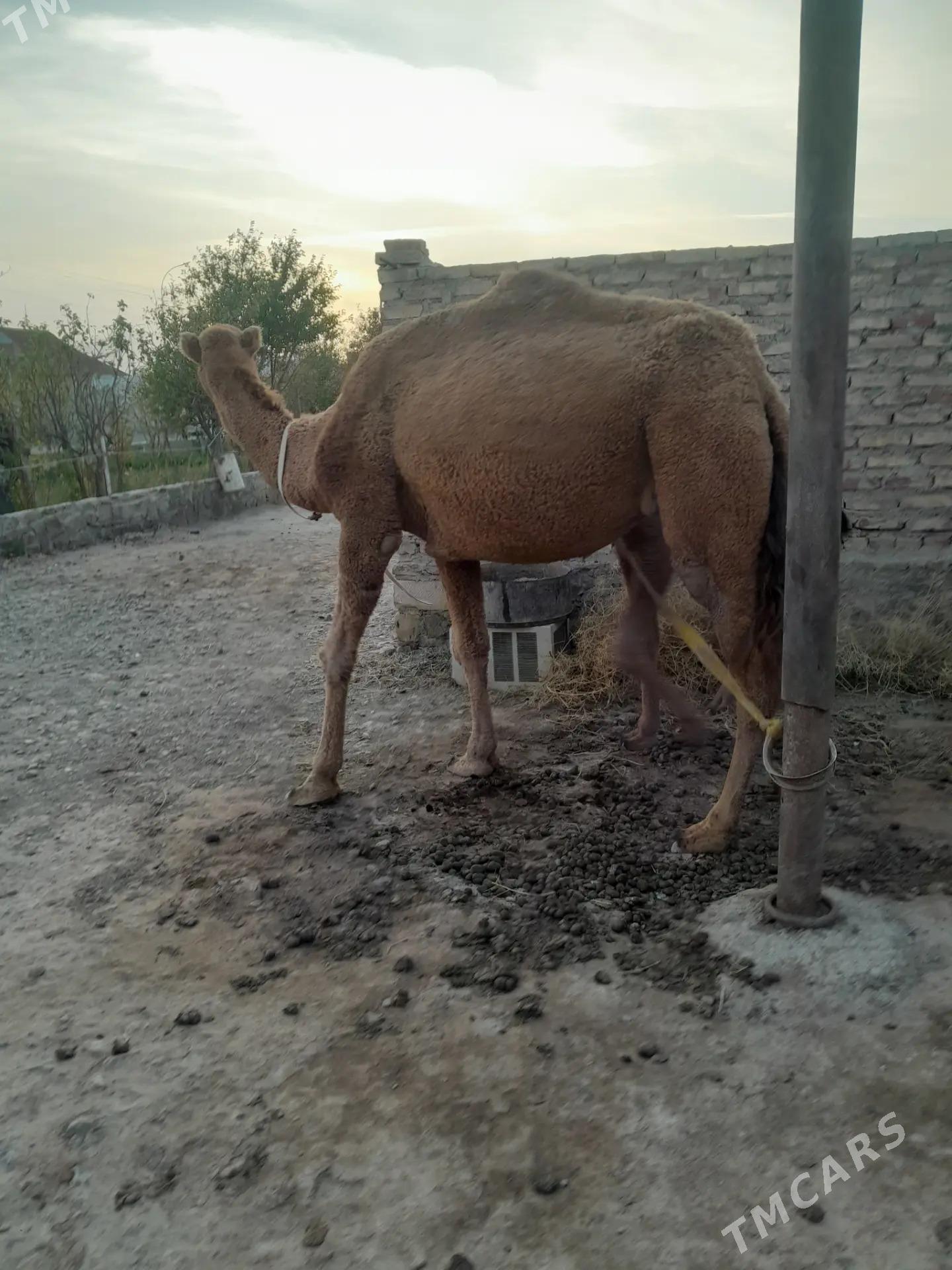 duye torumly - Берекет - img 2