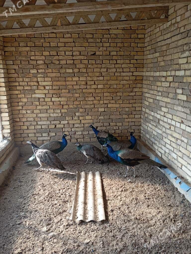 Tawus guş - Сакарчага - img 1