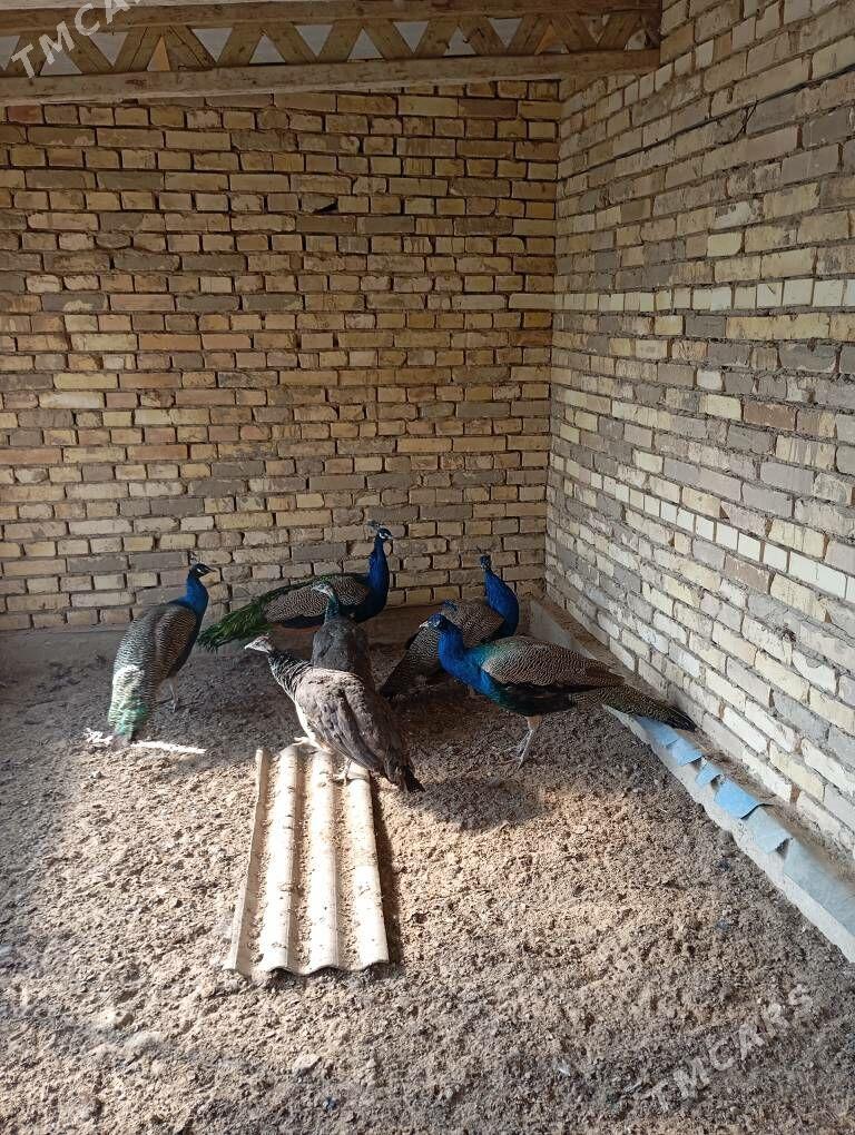 Tawus guş - Сакарчага - img 2