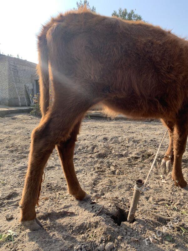 unajynlar - Türkmenabat - img 5