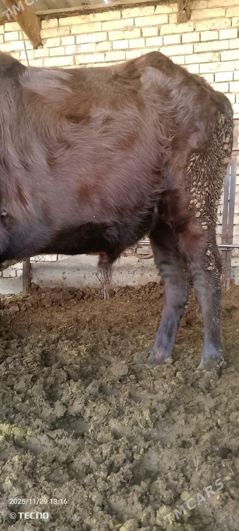 Bakylan öküz - Мары - img 3