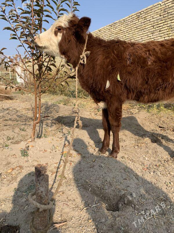 unajynlar - Türkmenabat - img 4