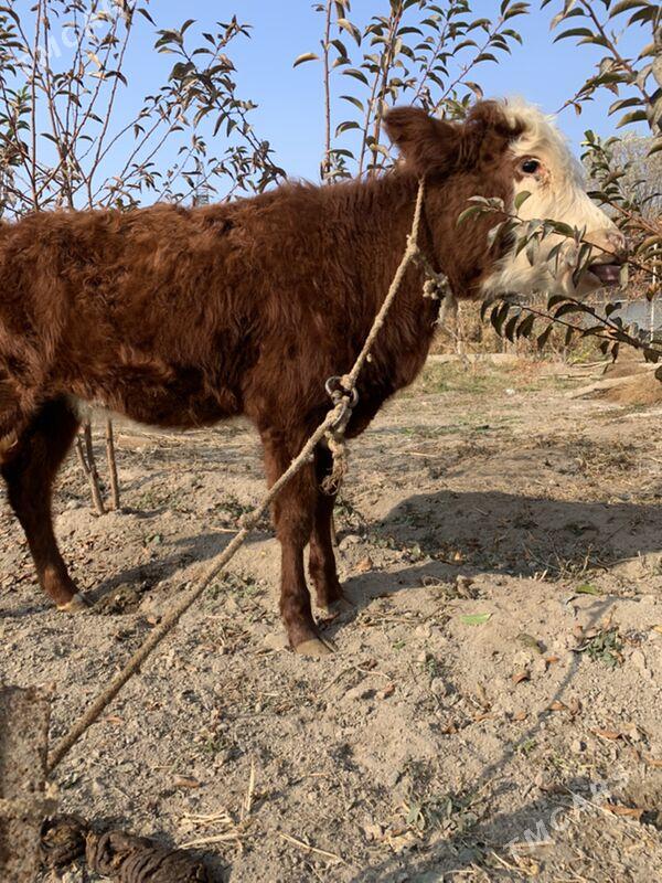 unajynlar - Türkmenabat - img 7