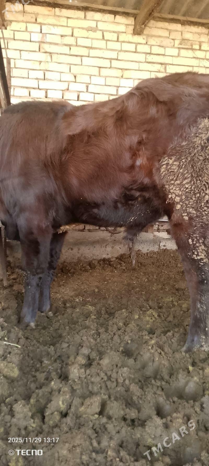 Bakylan öküz - Мары - img 5