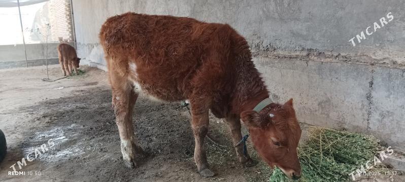 unajyn okuzce - Türkmenabat - img 2