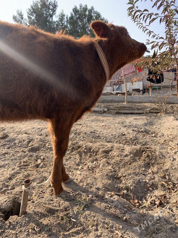 unajynlar - Türkmenabat - img 6