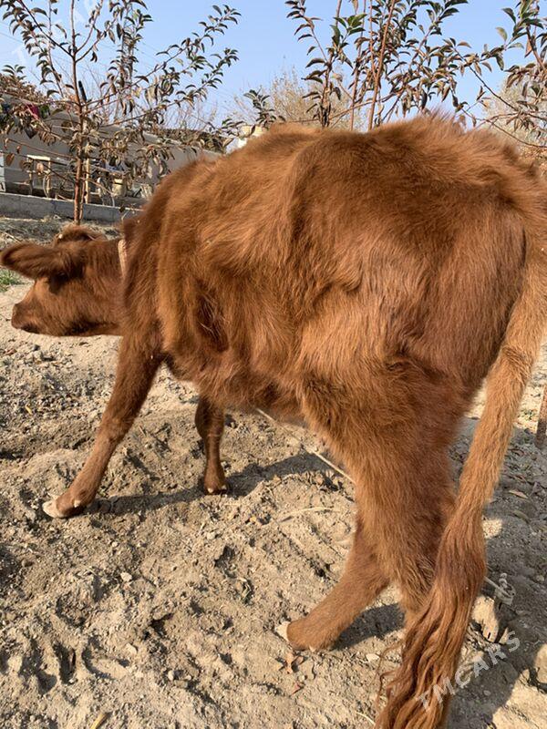 unajynlar - Türkmenabat - img 2