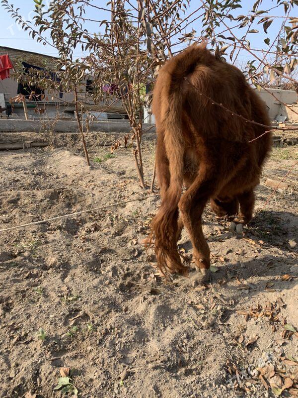 unajynlar - Türkmenabat - img 8