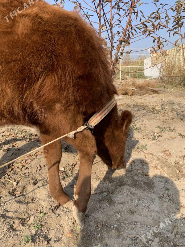 unajynlar - Türkmenabat - img 3