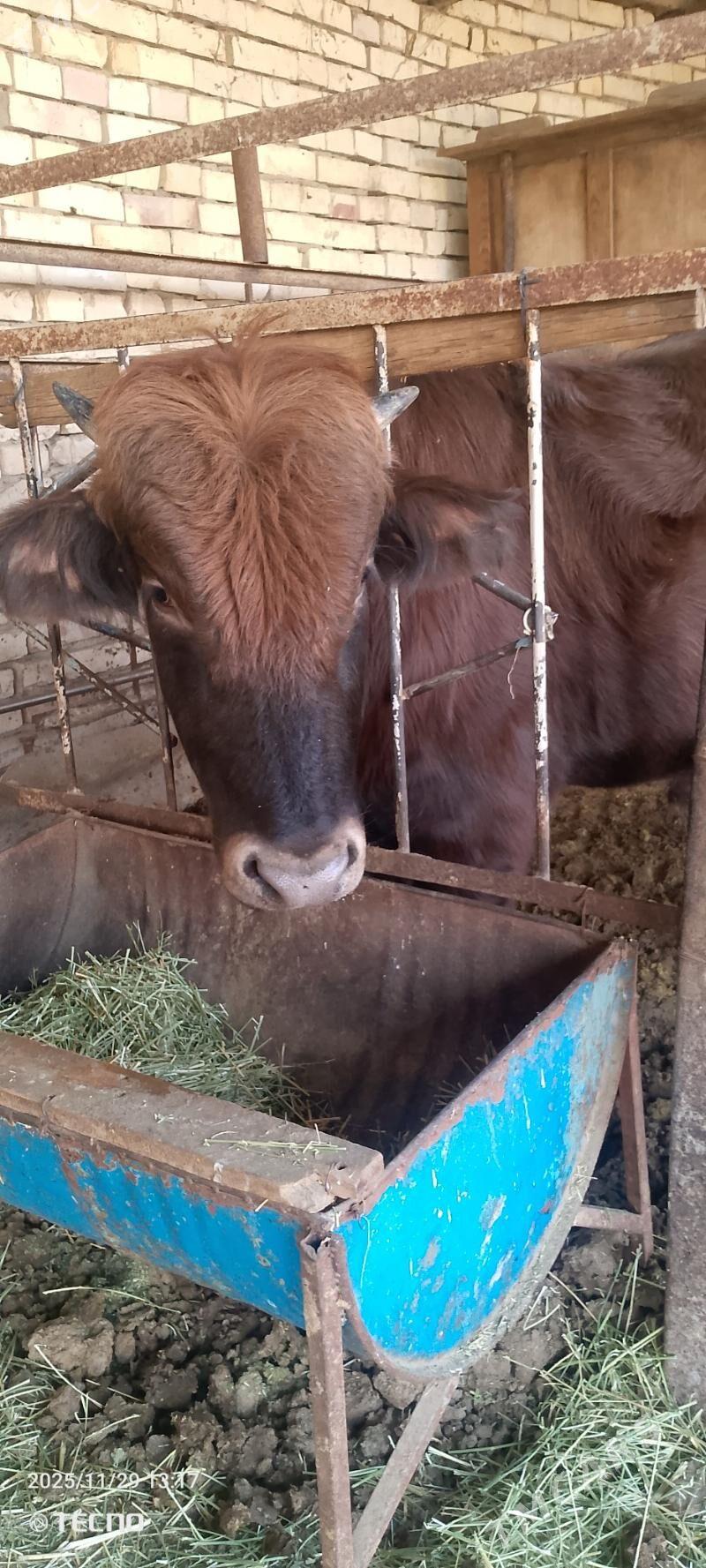 Bakylan öküz - Мары - img 6