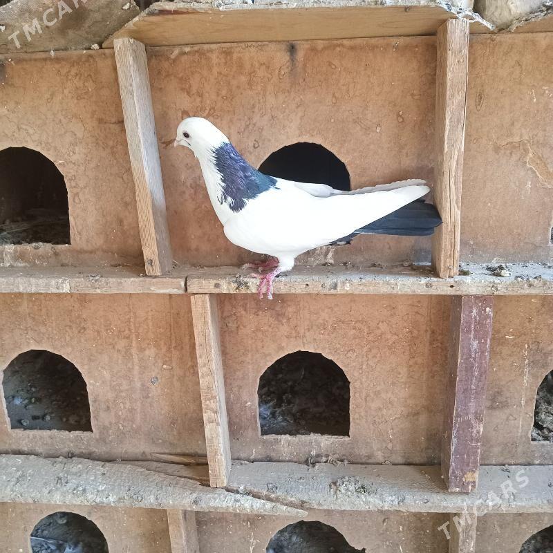 kepderi - Мары - img 2