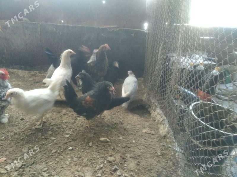 towuk juje sizarka juje bar - Gyzylarbat - img 3