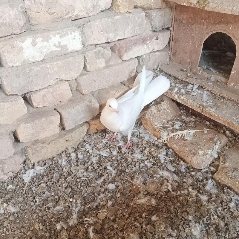 kepderi - Мары - img 7