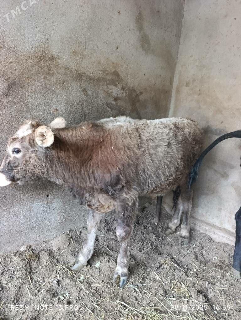 Öküz - Ашхабад - img 2