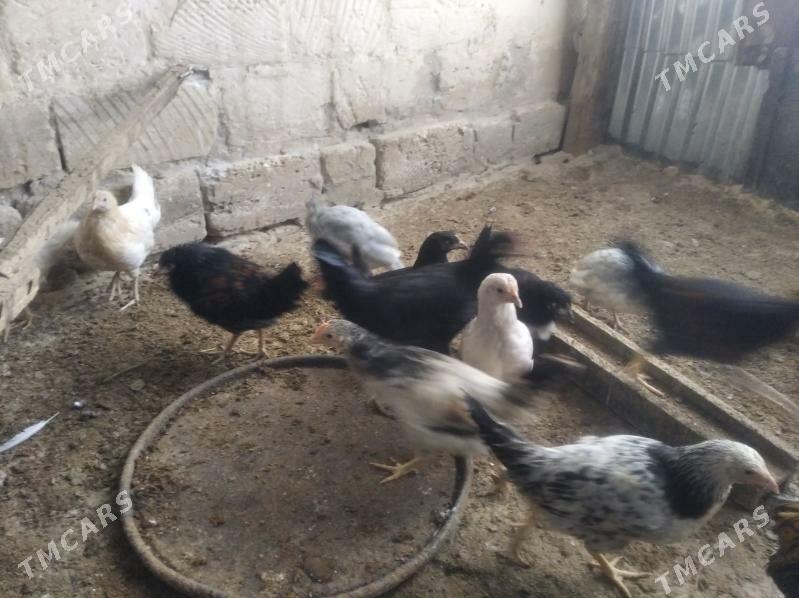 towuk juje sizarka juje bar - Gyzylarbat - img 6