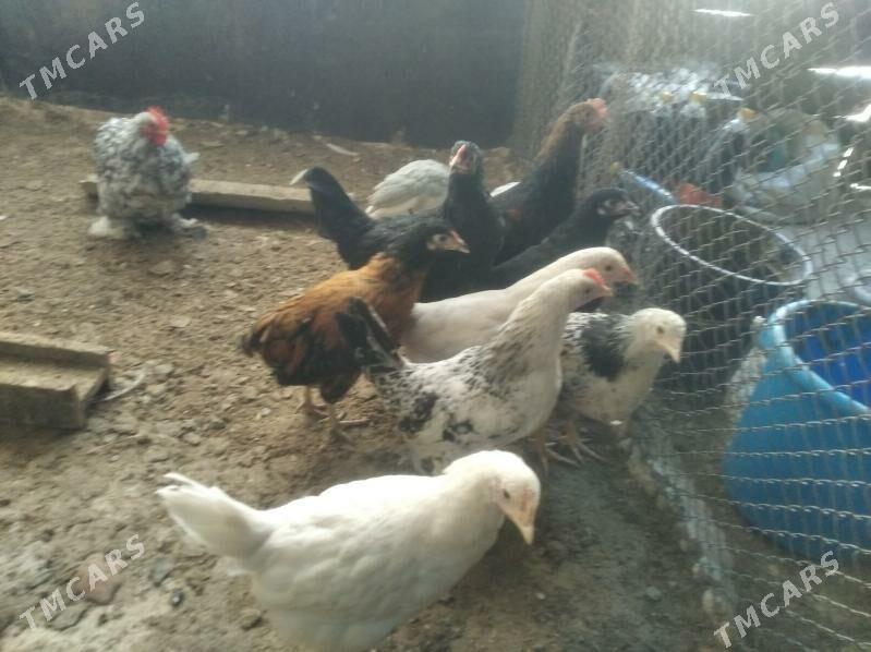 towuk juje sizarka juje bar - Gyzylarbat - img 4