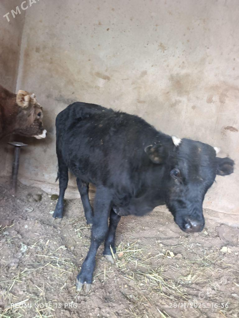 Öküz - Ашхабад - img 4