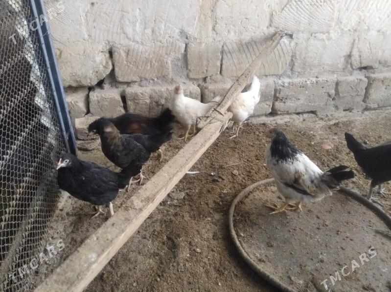 towuk juje sizarka juje bar - Gyzylarbat - img 5