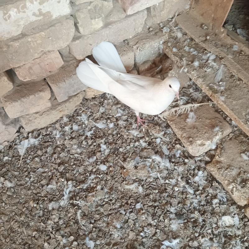 kepderi - Мары - img 8