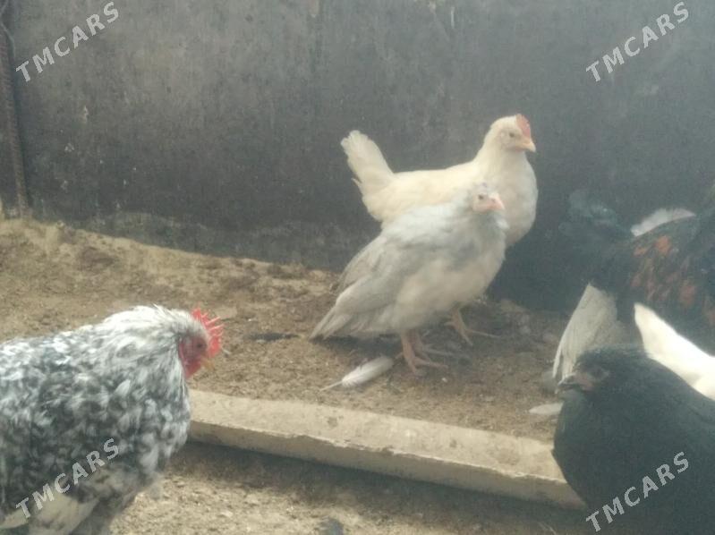 towuk juje sizarka juje bar - Gyzylarbat - img 2