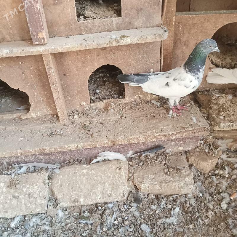 kepderi - Мары - img 9