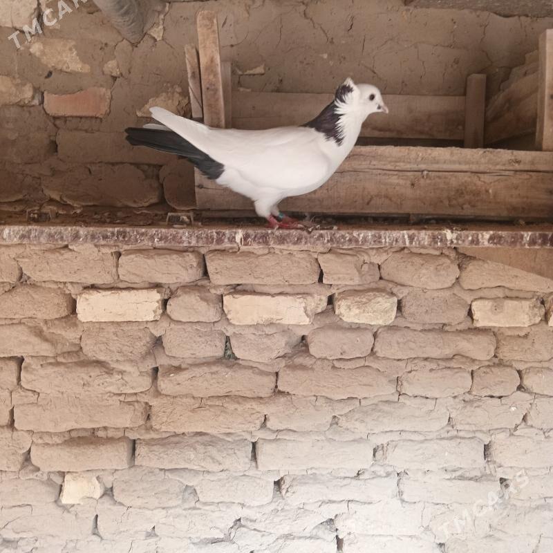 kepderi - Мары - img 5