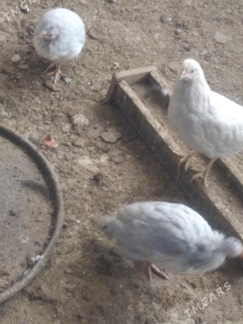 towuk juje sizarka juje bar - Gyzylarbat - img 7