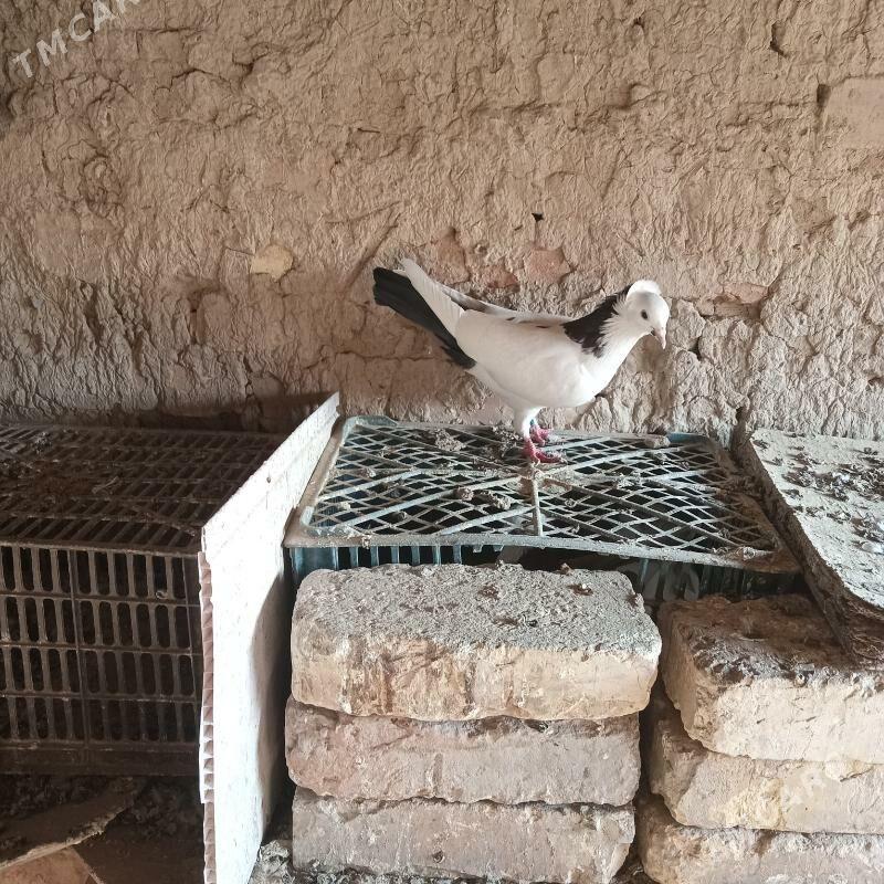 kepderi - Мары - img 4