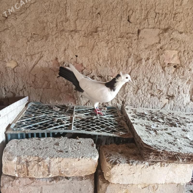 kepderi - Мары - img 3