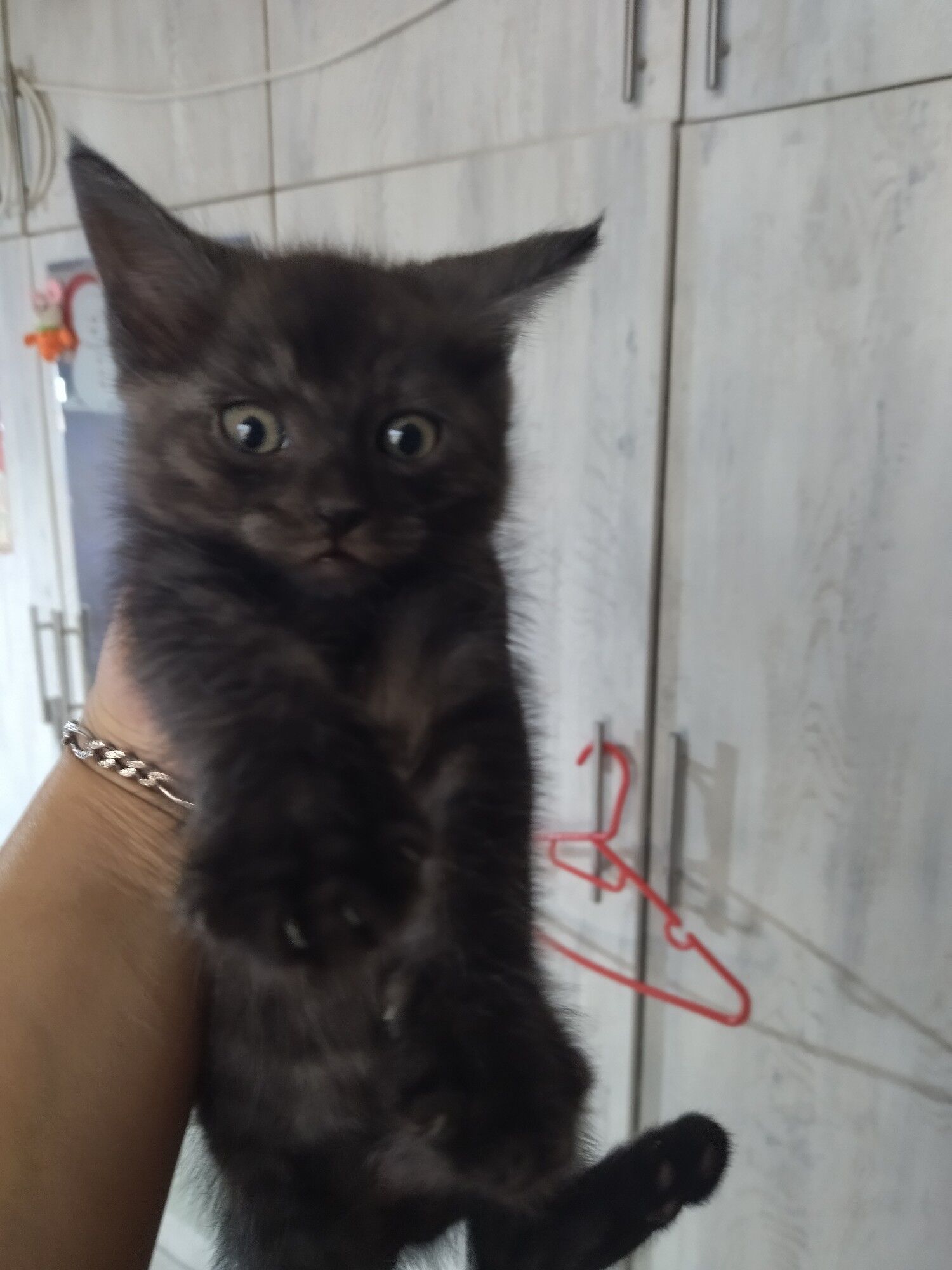 метисы - Aşgabat - img 2