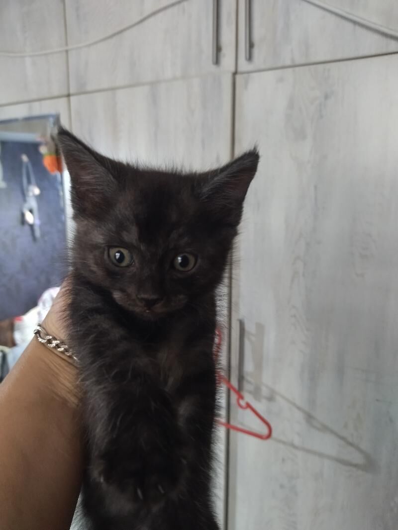 метисы - Aşgabat - img 3