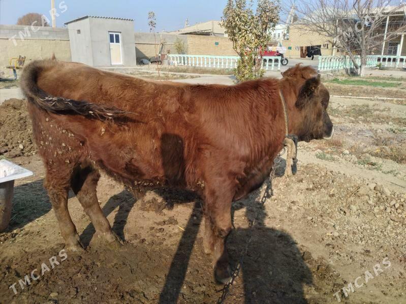 öküz - Бахарден - img 3