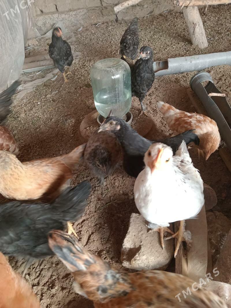 juÿje - Мары - img 2