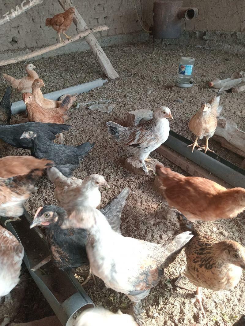 juÿje - Мары - img 3