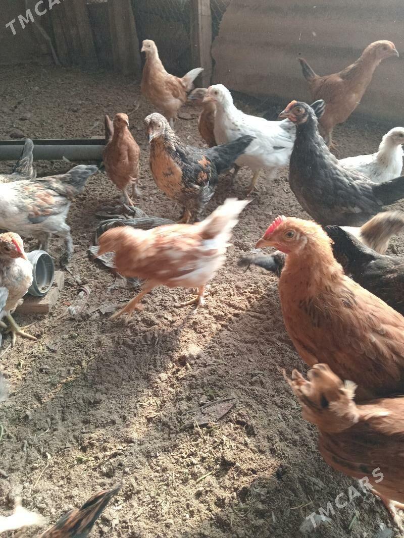 juÿje - Мары - img 4