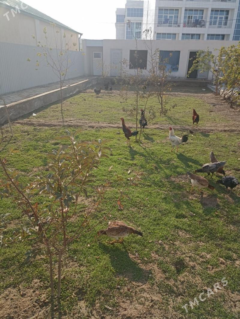 horaz bayes - Mary - img 2