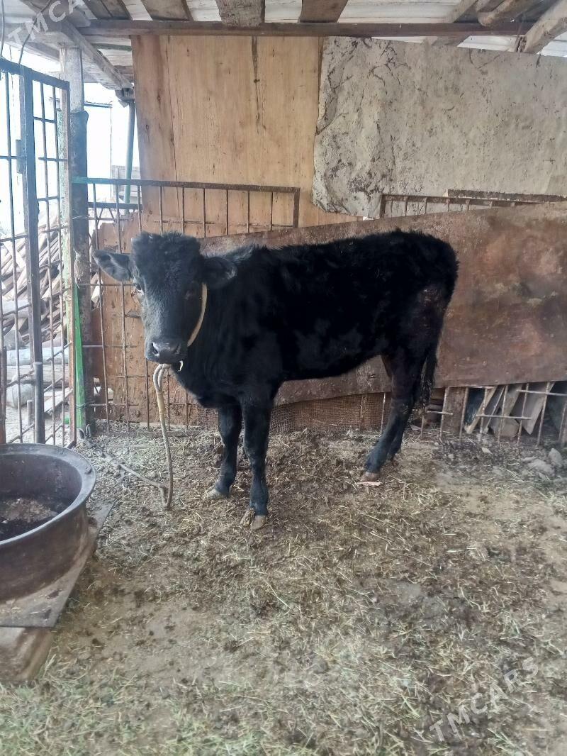 tuwe - Aşgabat - img 2