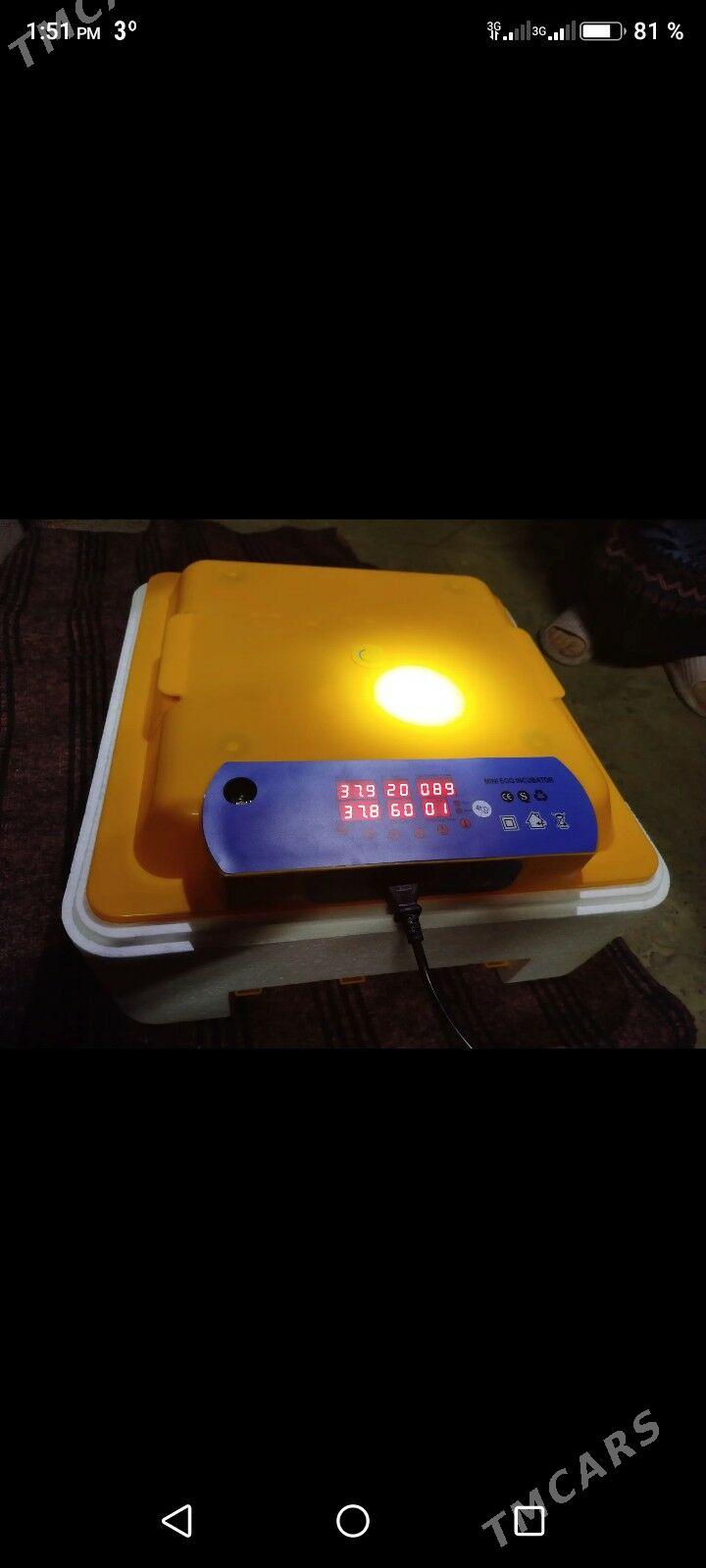 Inkwator taze   56 yumurtgalyk - Daşoguz - img 2