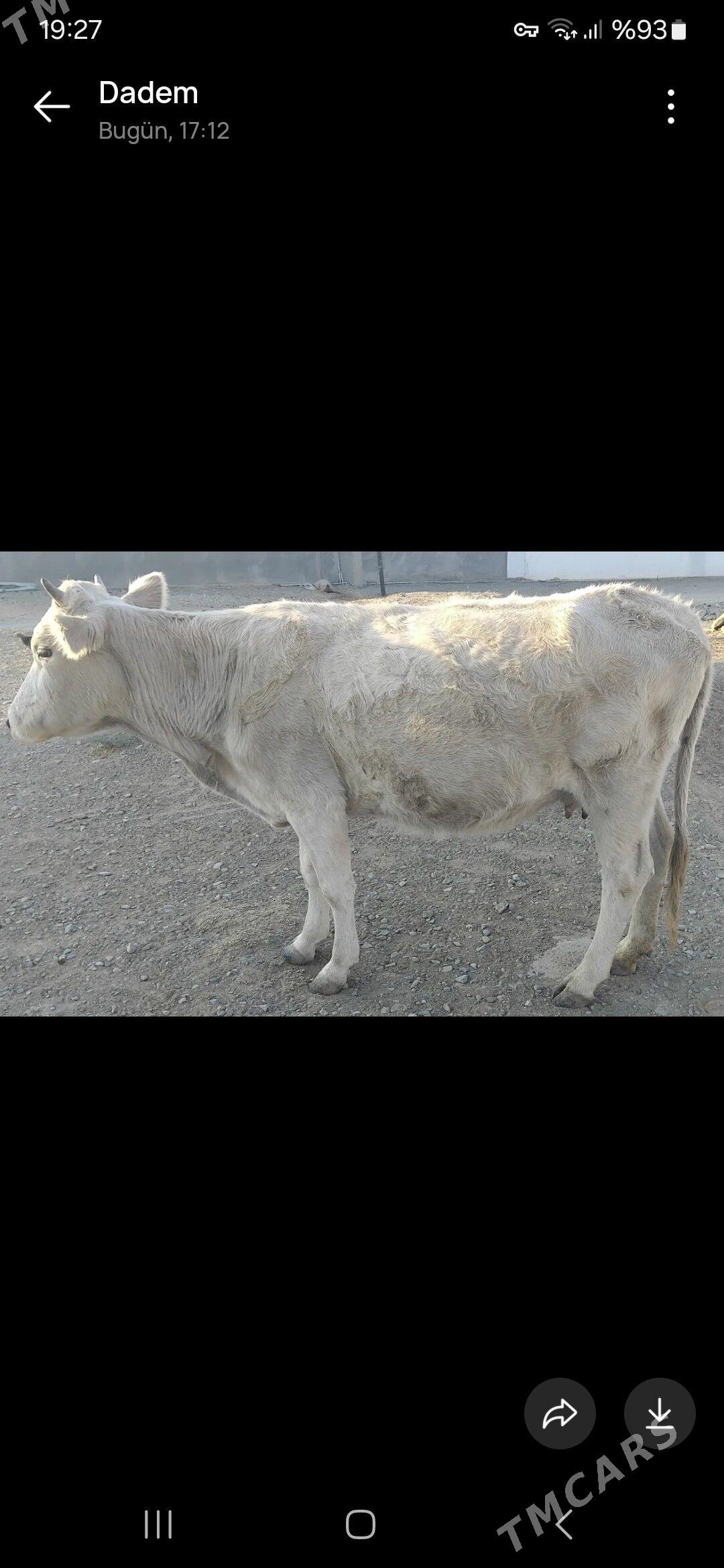 Sygyr - Gyzylarbat - img 3