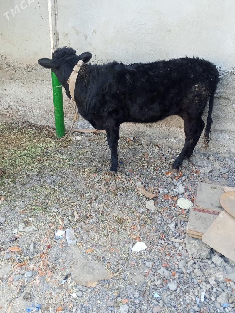 tuwe - Aşgabat - img 5