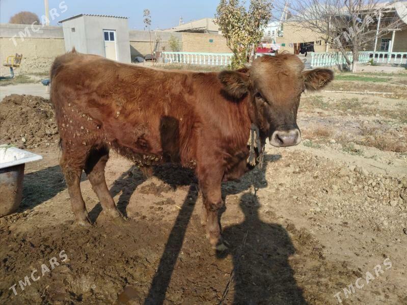 öküz - Бахарден - img 2