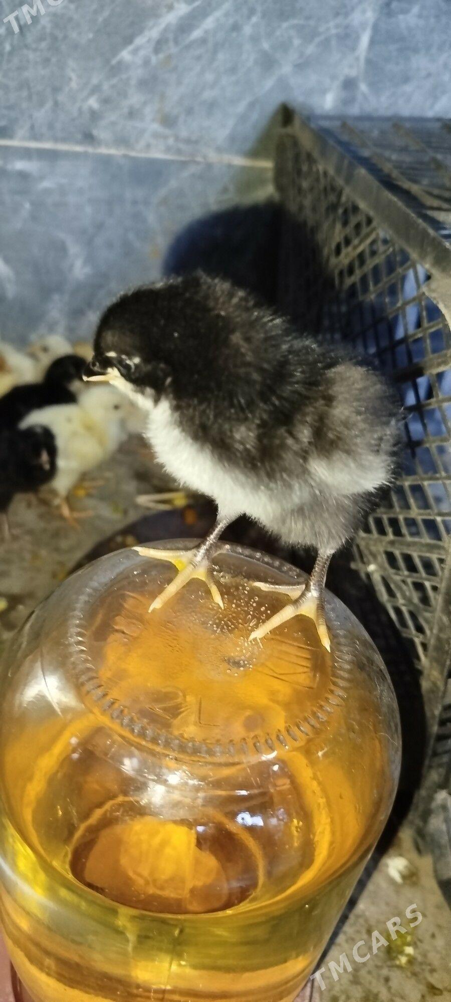 gigant - Kerki - img 2