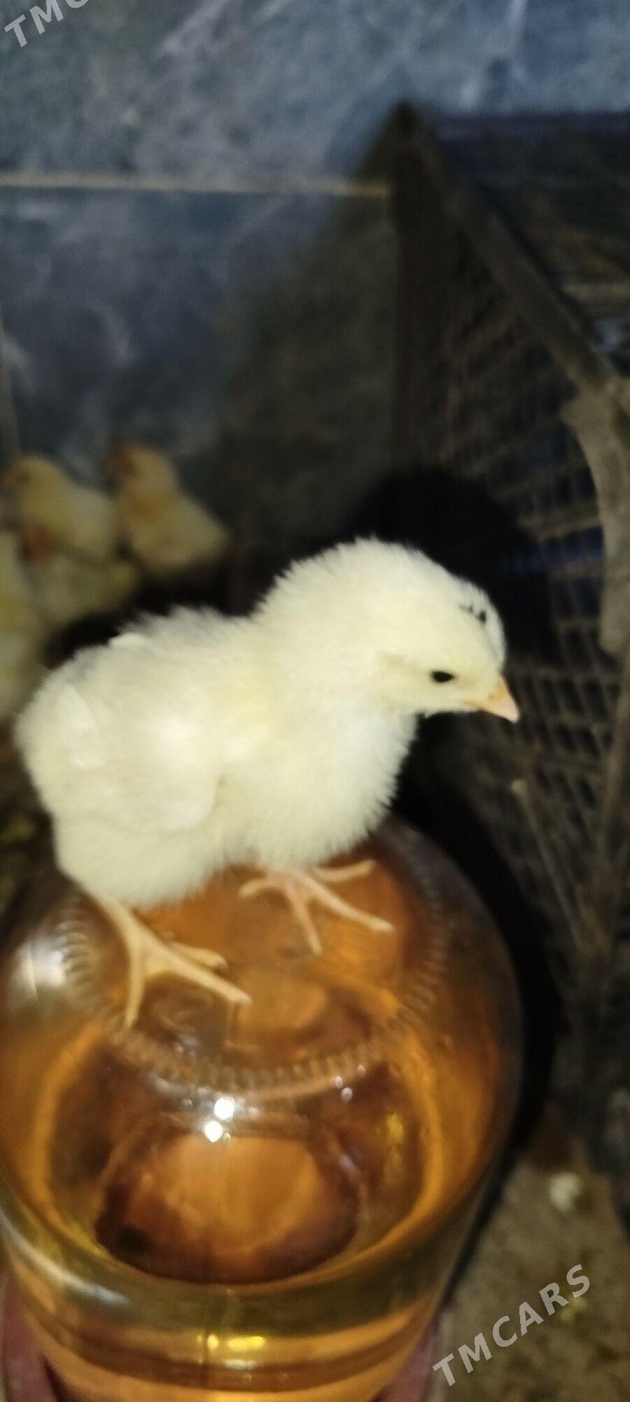 gigant - Kerki - img 3