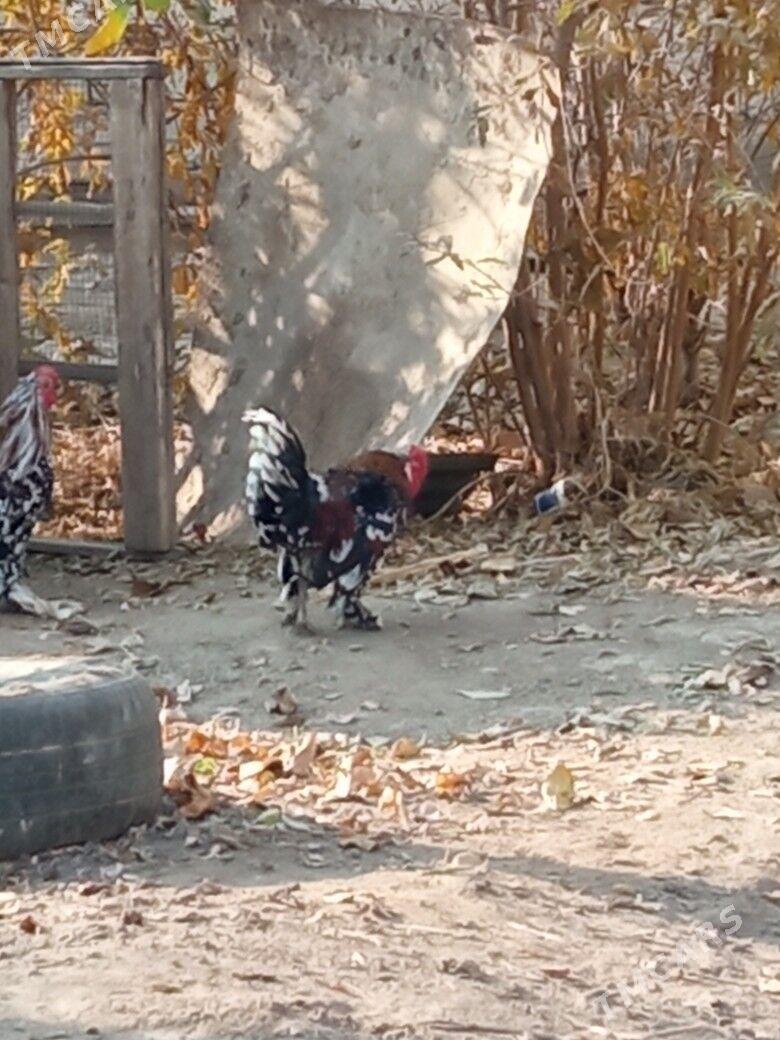 Karlık Horaz - Çärjew - img 4