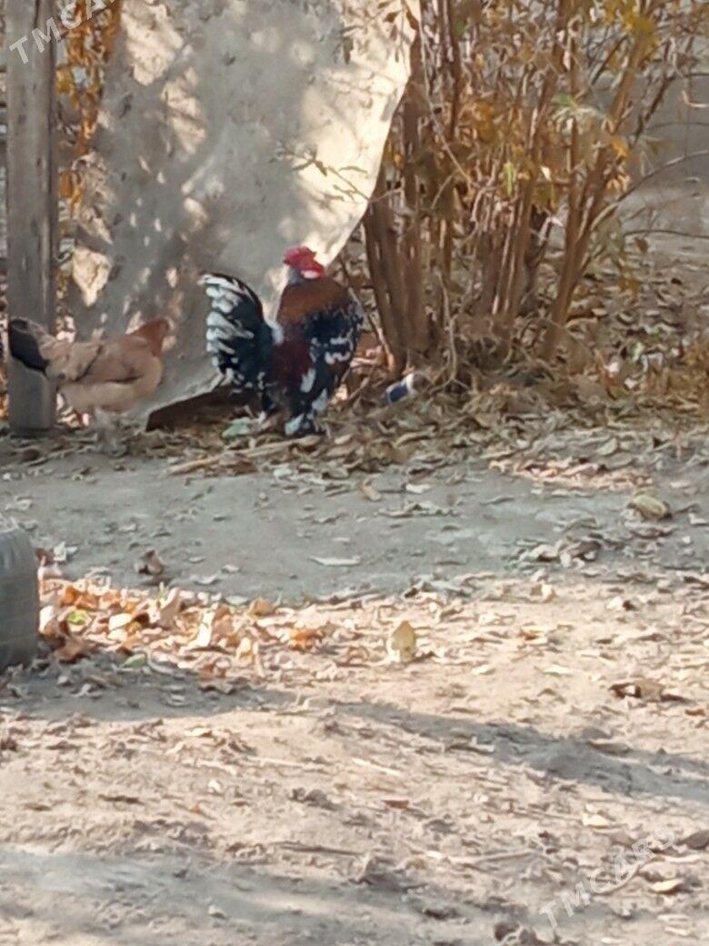 Karlık Horaz - Çärjew - img 1