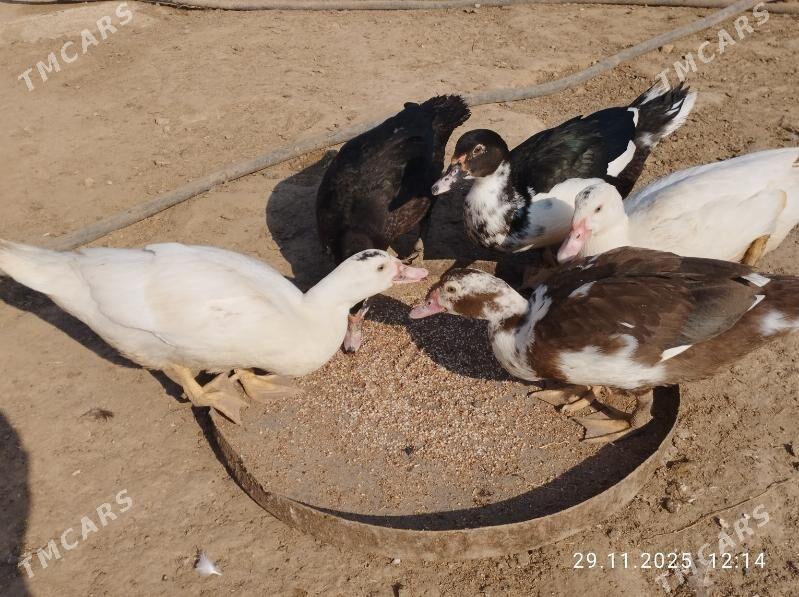 indautga - Tejen - img 2