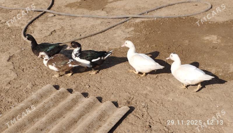 indautga - Tejen - img 4