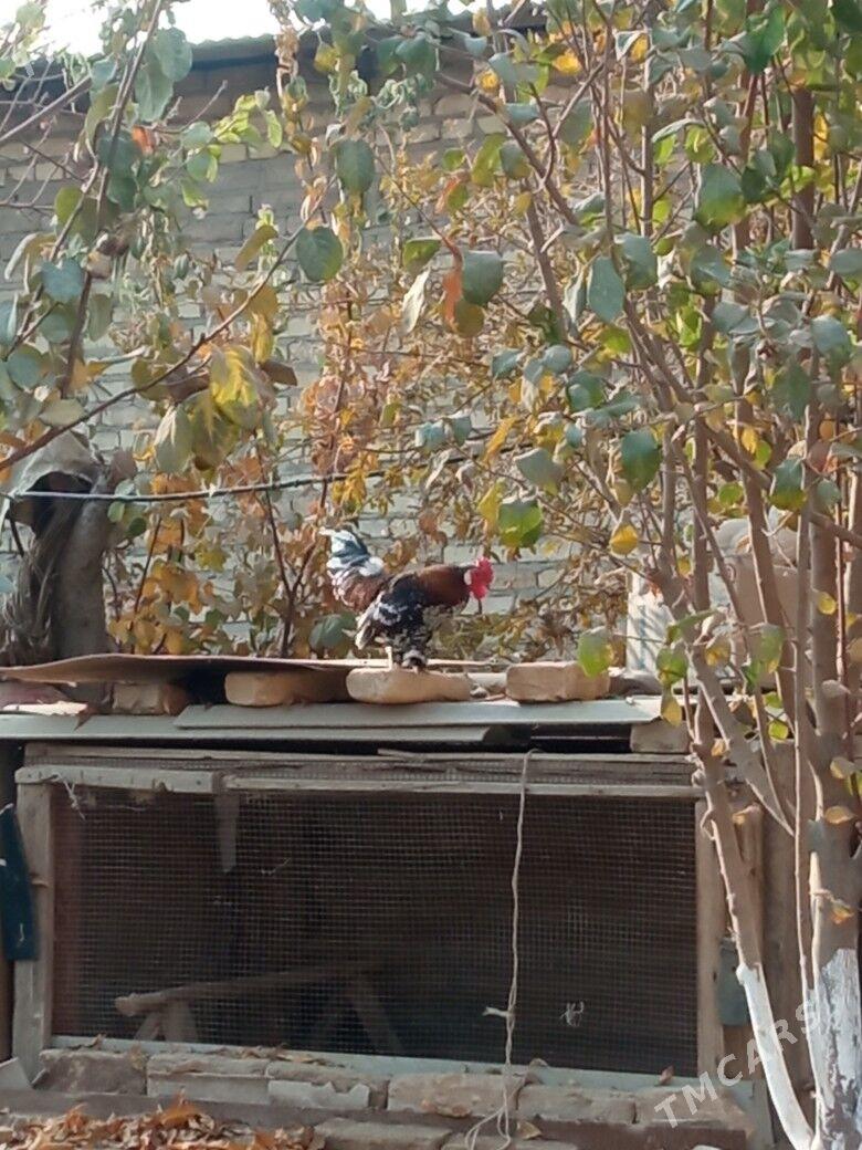 Karlık Horaz - Çärjew - img 3